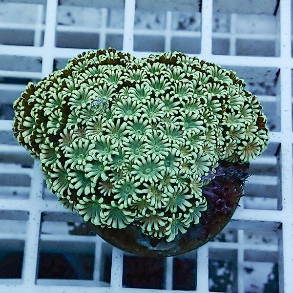 【サンゴ現物19】アワサンゴ! 15時までのご注文で当日発送 【サンゴ】(t221