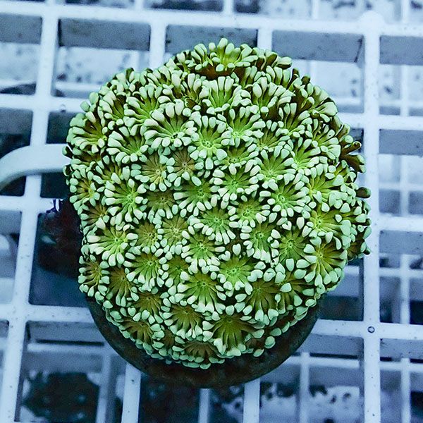 【サンゴ現物20】アワサンゴ! 15時までのご注文で当日発送 【サンゴ】(t221