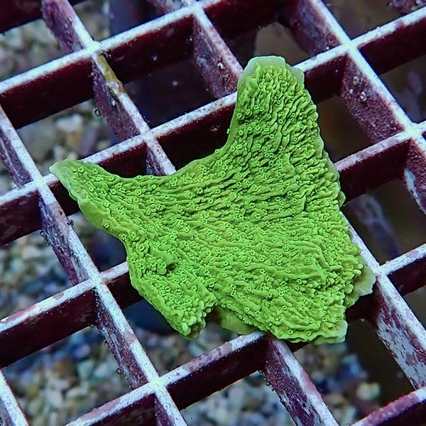 【サンゴ現物5】ウスコモンサンゴ! 15時までのご注文で当日発送【コモンサンゴ】(t214