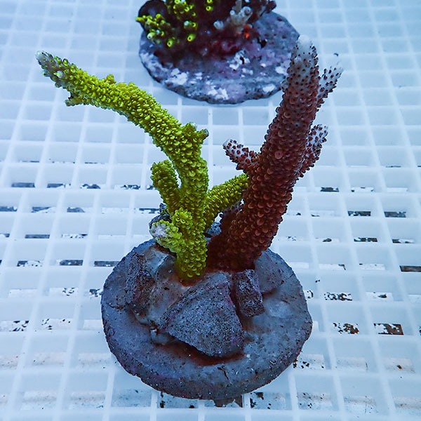 【サンゴ現物52】ブリードミドリイシ!15時までのご注文で当日発送 【ミドリイシ】(t214