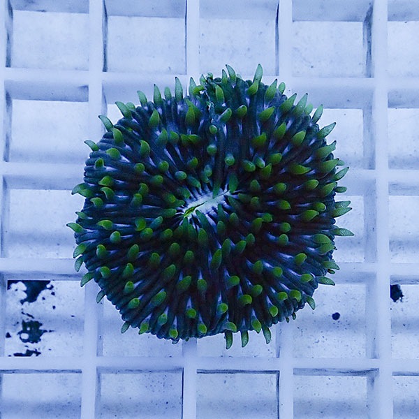 【サンゴ現物2】クサビライシ !15時までのご注文で当日発送 【サンゴ】(t222