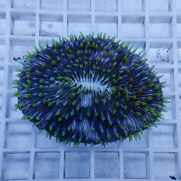 【サンゴ現物3】クサビライシ !15時までのご注文で当日発送 【サンゴ】(t222