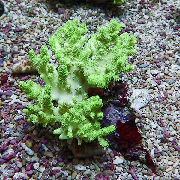 【サンゴ現物15】トサカ.sp 10-10cm沖縄産!15時までのご注文で当日発送 【サンゴ】(t145