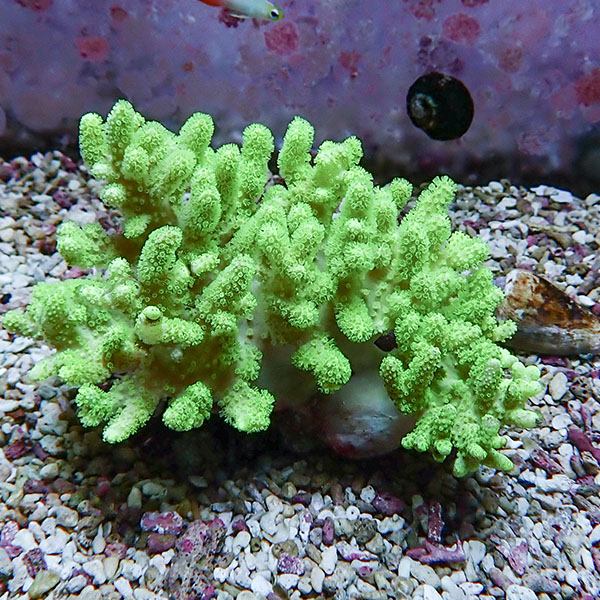 【サンゴ現物16】トサカ.sp 11-9cm沖縄産!15時までのご注文で当日発送 【サンゴ】(t145