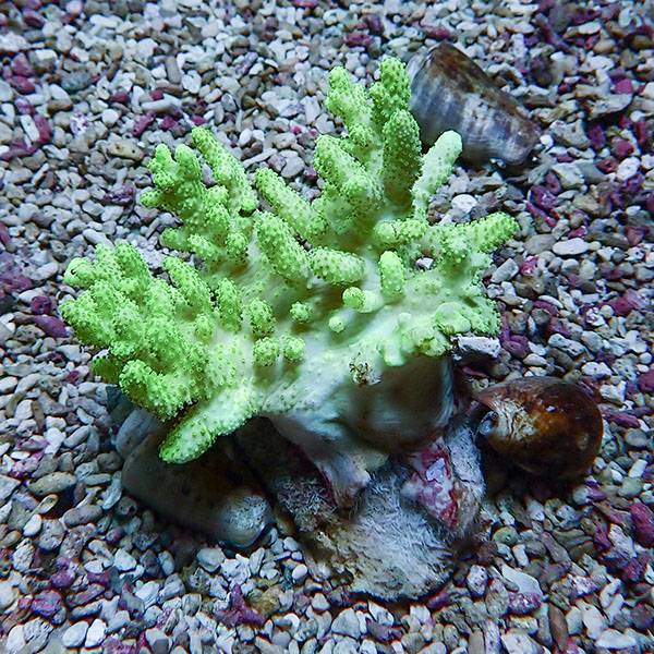 【サンゴ現物17】トサカ.sp 7-9cm沖縄産!15時までのご注文で当日発送 【サンゴ】(t145