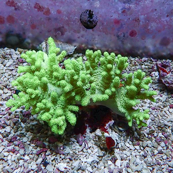 【サンゴ現物18】トサカ.sp 12-9cm沖縄産!15時までのご注文で当日発送 【サンゴ】(t145