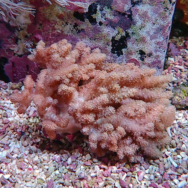 【サンゴ現物19】トサカ.sp 12-8cm!15時までのご注文で当日発送 【サンゴ】(t145