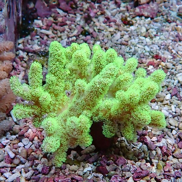 【サンゴ現物20】トサカ.sp 8-7cm!15時までのご注文で当日発送 【サンゴ】(t145