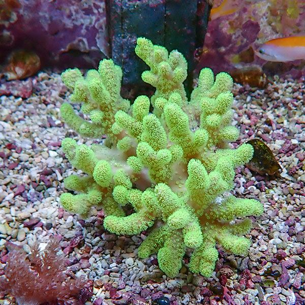 【サンゴ現物21】トサカ.sp 9-11cm!15時までのご注文で当日発送 【サンゴ】(t145