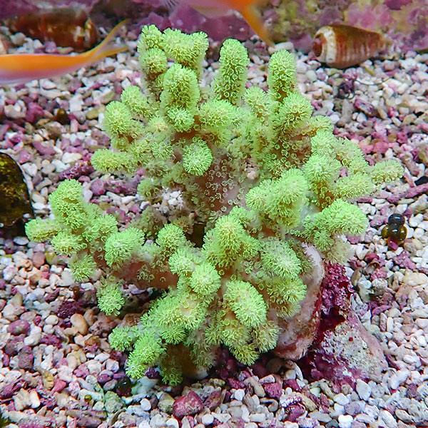 【サンゴ現物22】トサカ.sp 8-8cm沖縄産!15時までのご注文で当日発送 【サンゴ】(t145