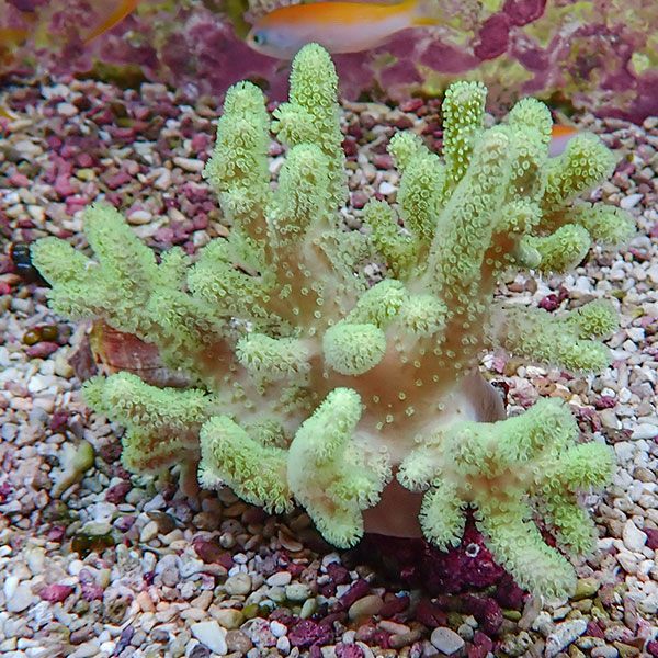 【サンゴ現物23】トサカ.sp 10-10cm!15時までのご注文で当日発送 【サンゴ】(t145
