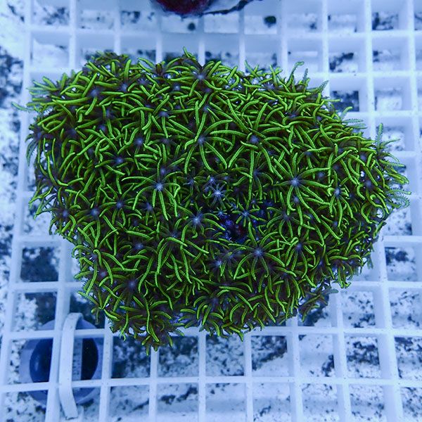 【サンゴ現物1】スターポリプ!15時までのご注文で当日発送 【サンゴ】(t221