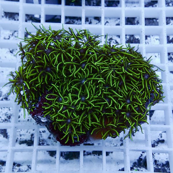 【サンゴ現物2】スターポリプ!15時までのご注文で当日発送 【サンゴ】(t221