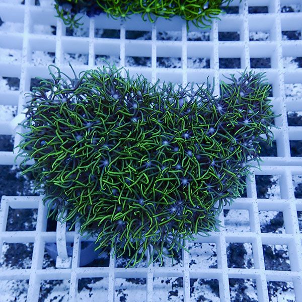 【サンゴ現物3】スターポリプ!15時までのご注文で当日発送 【サンゴ】(t221