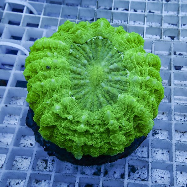 【サンゴ現物1】アザミハナガタサンゴ !15時までのご注文で当日発送 【サンゴ】(t135