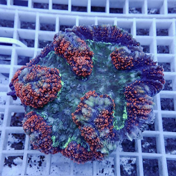 【サンゴ現物2】★ハナガタサンゴ!15時までのご注文で当日発送(t134