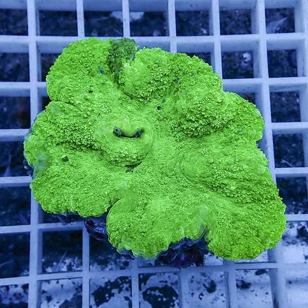 【サンゴ現物4】★ハナガタサンゴ !15時までのご注文で当日発送(t134