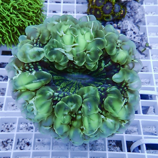 【サンゴ現物1】コハナガタサンゴ !15時までのご注文で当日発送  (サンゴ)(t254