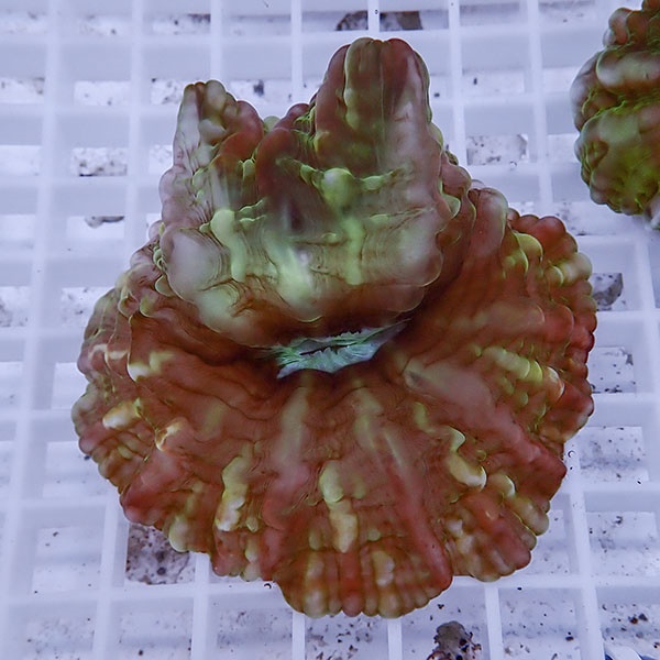 【サンゴ現物2】コハナガタサンゴ !15時までのご注文で当日発送  (サンゴ)(t254