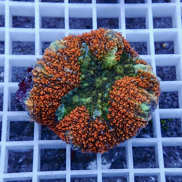 【サンゴ現物5】★ハナガタサンゴ !15時までのご注文で当日発送(t134