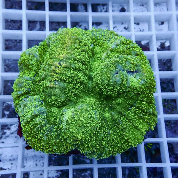 【サンゴ現物9】★ハナガタサンゴ  !15時までのご注文で当日発送(t134