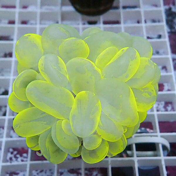 【サンゴ現物6】バブルコーラル!ミズタマサンゴ 15時までのご注文で当日発送　【サンゴ】(t141