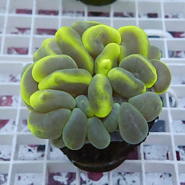 【サンゴ現物7】バブルコーラル!ミズタマサンゴ 15時までのご注文で当日発送　【サンゴ】(t141