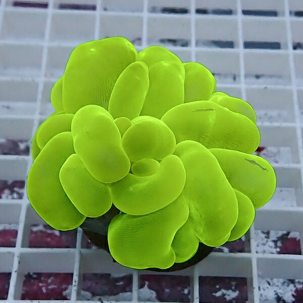 【サンゴ現物8】バブルコーラル!ミズタマサンゴ 15時までのご注文で当日発送 【サンゴ】(t141