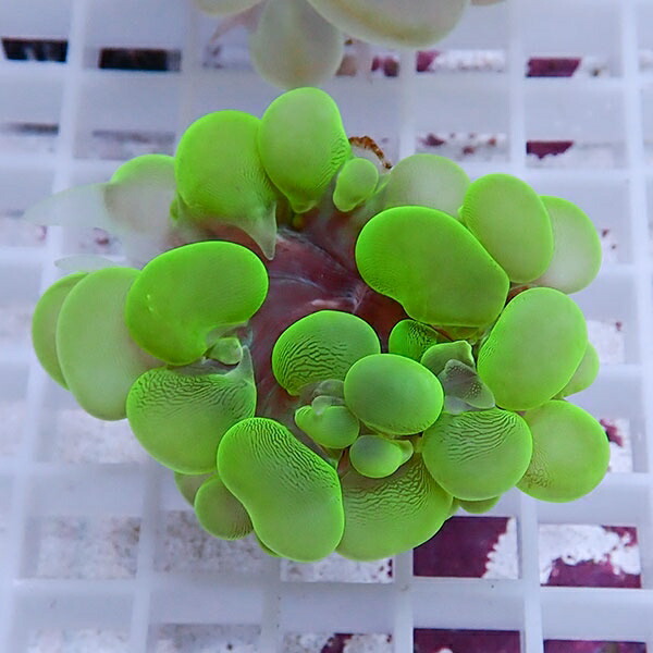 【サンゴ現物9】バブルコーラル !ミズタマサンゴ 15時までのご注文で当日発送 【サンゴ】(t141