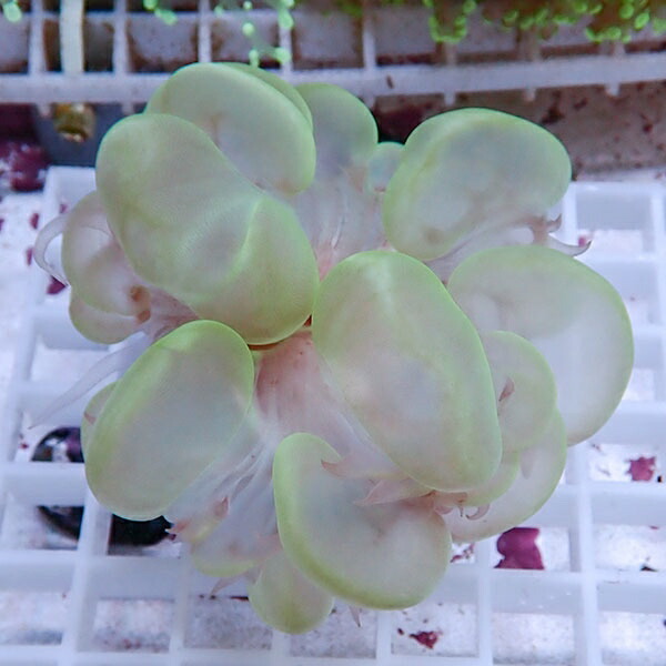 【サンゴ現物10】バブルコーラル!ミズタマサンゴ 15時までのご注文で当日発送　【サンゴ】(t141