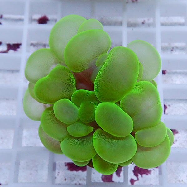 【サンゴ現物11】バブルコーラル!ミズタマサンゴ 15時までのご注文で当日発送　【サンゴ】(t141