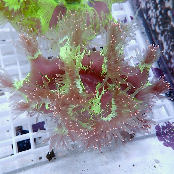 【サンゴ現物15】トランペットコーラル!15時までのご注文で当日発送【サンゴ】(t137