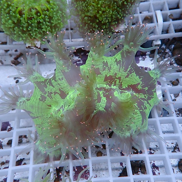 【サンゴ現物17】トランペットコーラル!15時までのご注文で当日発送【サンゴ】(t137