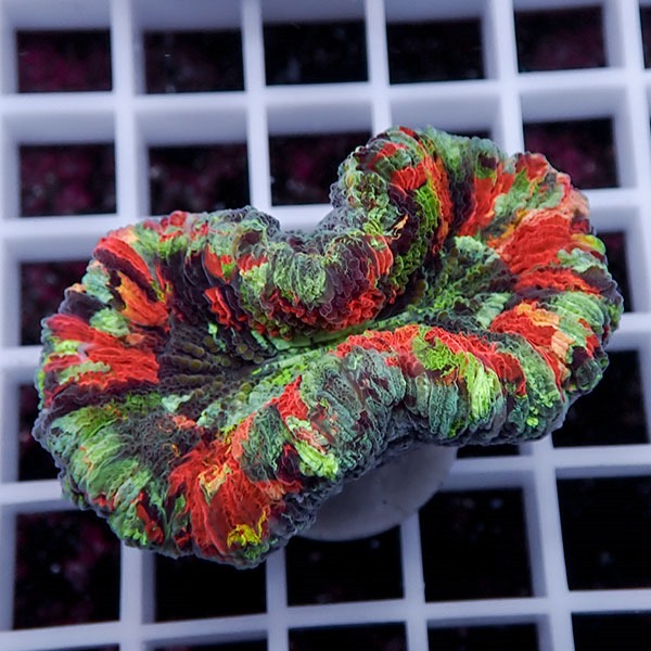 【サンゴ現物33】オオバナサンゴ !15時までのご注文で当日発送 【サンゴ】(t132