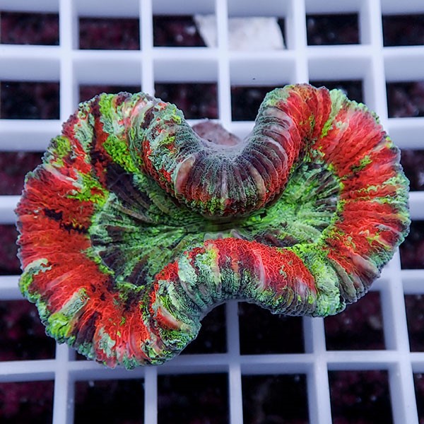 【サンゴ現物34】オオバナサンゴ !15時までのご注文で当日発送 【サンゴ】(t132