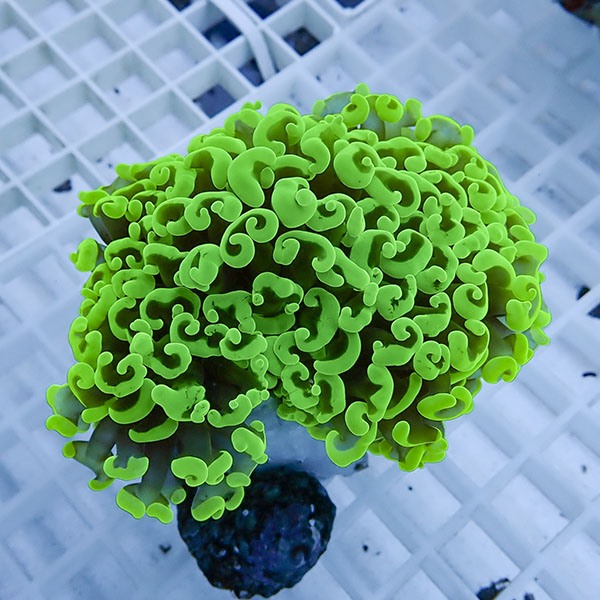 【サンゴ現物22】ナガレハナサンゴ!15時までのご注文で当日発送 【サンゴ】(t136