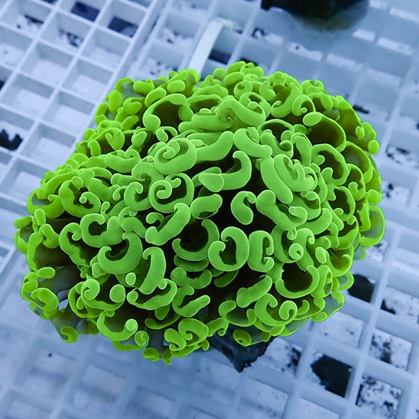 【サンゴ現物23】ナガレハナサンゴ!15時までのご注文で当日発送 【サンゴ】(t136