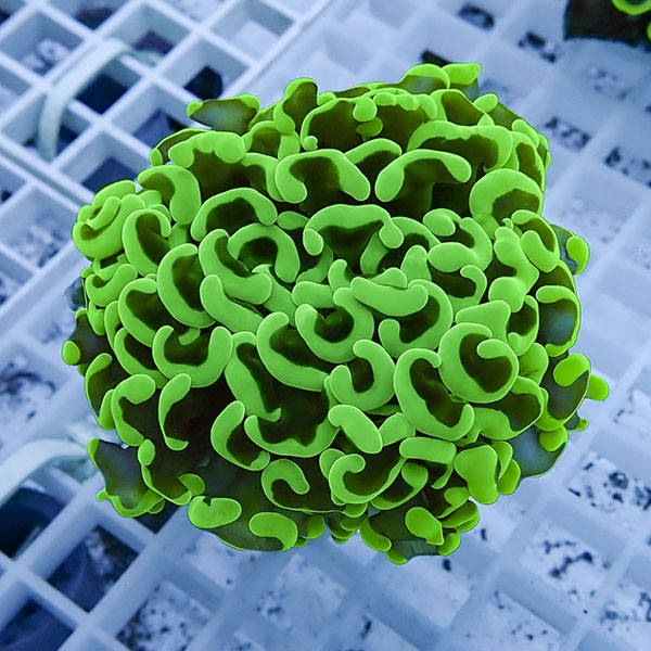 【サンゴ現物24】ナガレハナサンゴ!15時までのご注文で当日発送 【サンゴ】(t136