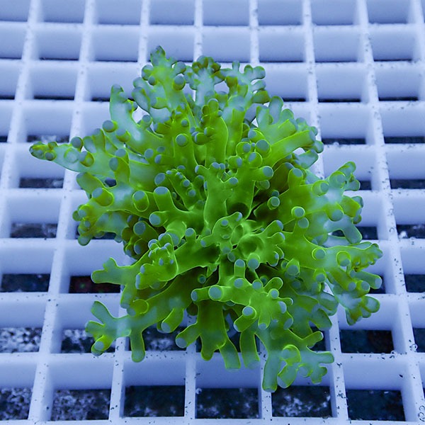 【サンゴ現物20】タコアシサンゴ フラグ!15時までのご注文で当日発送 【サンゴ】(t138