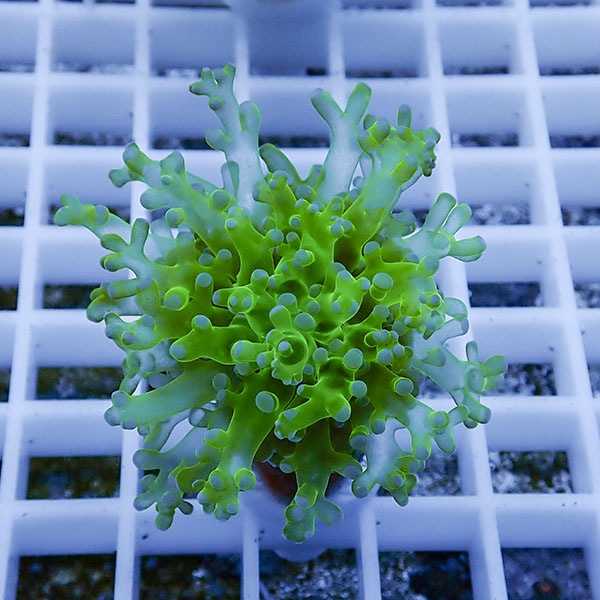 【サンゴ現物21】タコアシサンゴ フラグ!15時までのご注文で当日発送 【サンゴ】(t138