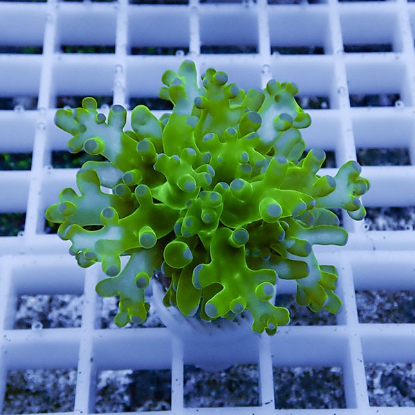 【サンゴ現物22】タコアシサンゴ フラグ!15時までのご注文で当日発送 【サンゴ】(t138