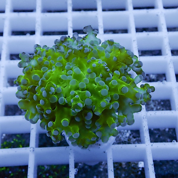 【サンゴ現物23】タコアシサンゴ フラグ!15時までのご注文で当日発送 【サンゴ】(t138