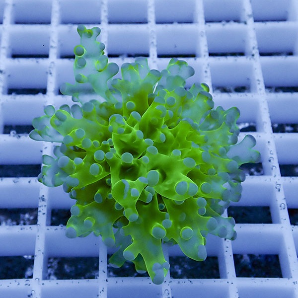 【サンゴ現物24】タコアシサンゴ フラグ!15時までのご注文で当日発送 【サンゴ】(t138