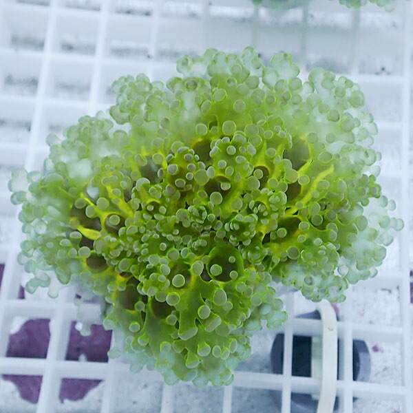 【サンゴ現物26】sale品 ホンタコアシサンゴ !15時までのご注文で当日発送 【サンゴ】(t138