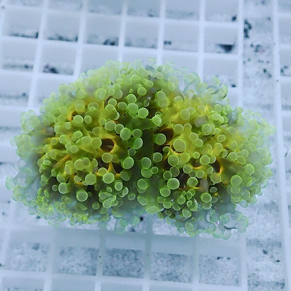 【サンゴ現物27】sale品 ホンタコアシサンゴ !15時までのご注文で当日発送 【サンゴ】(t138