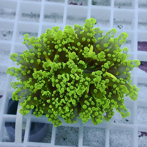 【サンゴ現物29】sale品 ホンタコアシサンゴ !15時までのご注文で当日発送 【サンゴ】(t138