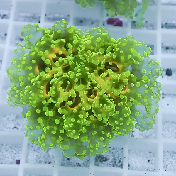 【サンゴ現物30】sale品 ホンタコアシサンゴ !15時までのご注文で当日発送 【サンゴ】(t138