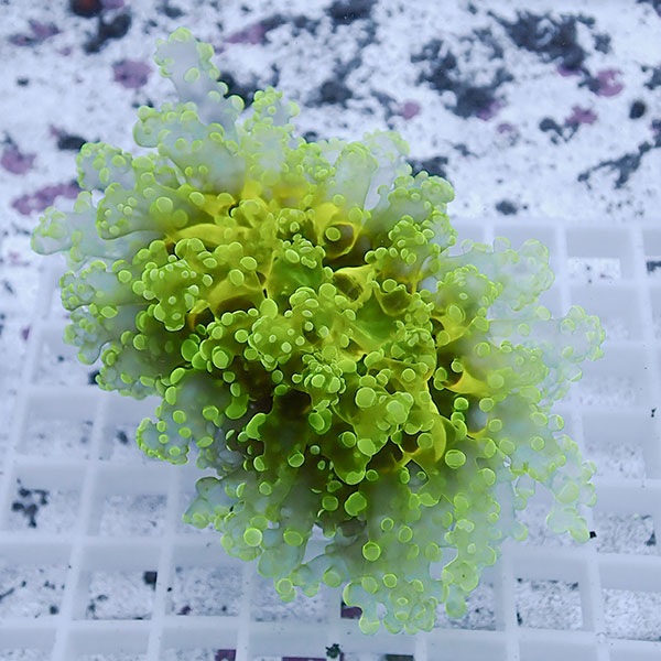 【サンゴ現物31】sale品 ホンタコアシサンゴ !15時までのご注文で当日発送 【サンゴ】(t138