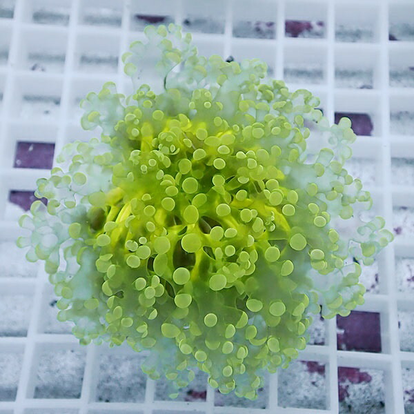 【サンゴ現物32】sale品 ホンタコアシサンゴ !15時までのご注文で当日発送 【サンゴ】(t138