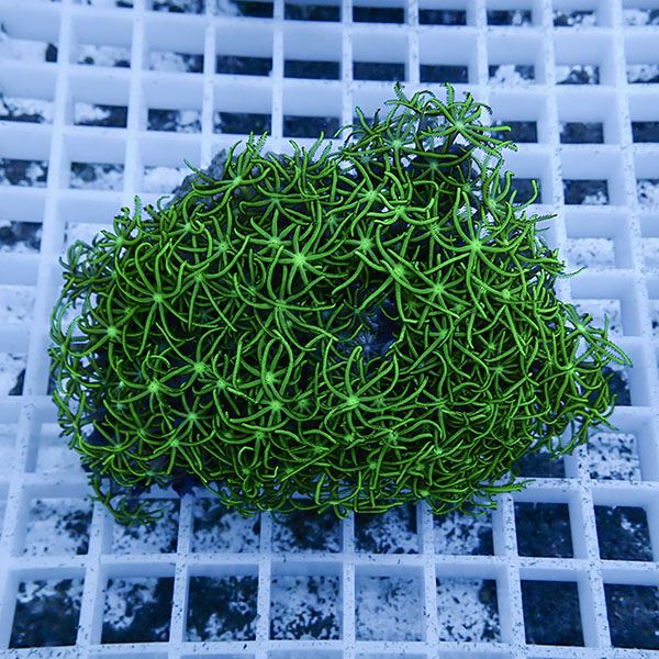 【サンゴ現物4】スターポリプ!15時までのご注文で当日発送 【サンゴ】(t221